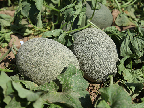 哈密瓜.jpg